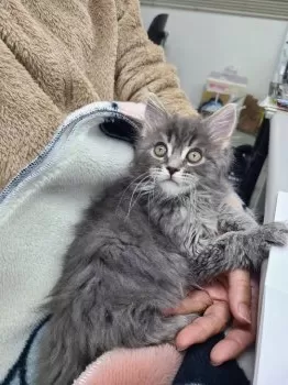 K.T 様のお迎えした子猫