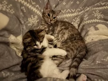 なつき 様のお迎えした子猫