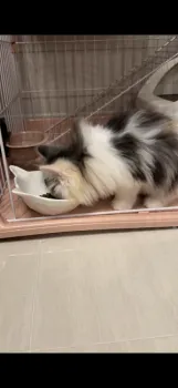 H.N 様のお迎えした子猫