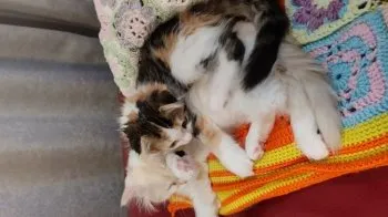 ゆきあお 様のお迎えした子猫