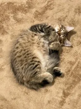 S.O 様のお迎えした子猫