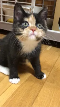 カジ 様のお迎えした子猫