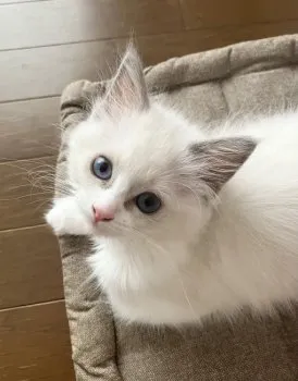 みこっち 様のお迎えした子猫