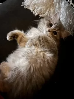 M.T 様のお迎えした子猫