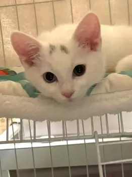ぺる 様のお迎えした子猫