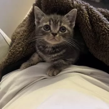 M.H 様のお迎えした子猫