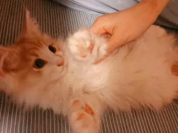☆ねこ☆ 様のお迎えした子猫