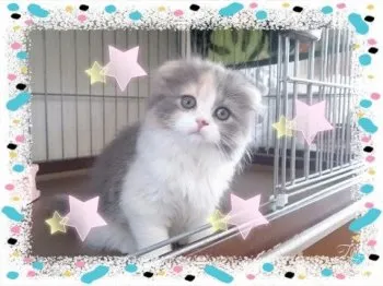 mayu 様のお迎えした子猫