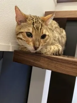 R.T 様のお迎えした子猫