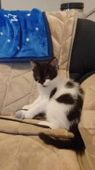 D.W 様のお迎えした子猫