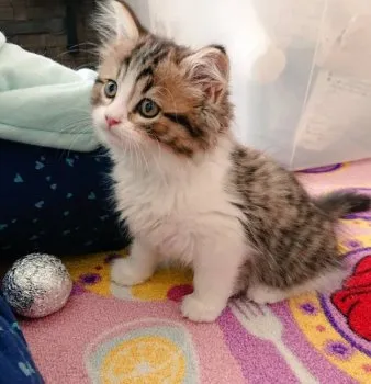 H.O 様のお迎えした子猫