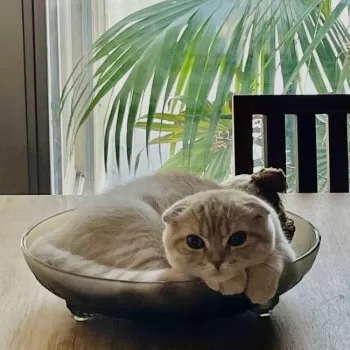 J.M 様のお迎えした子猫