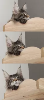 oculta 様のお迎えした子猫
