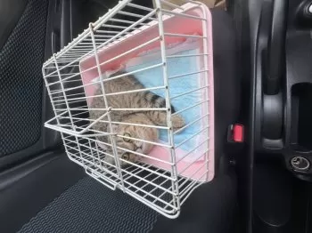 やまたい 様のお迎えした子猫