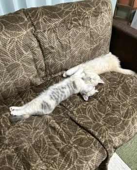 マロン 様のお迎えした子猫