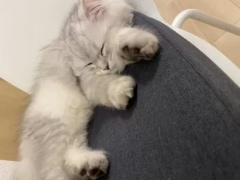 あかおぎ 様のお迎えした子猫