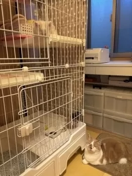 M.G 様のお迎えした子猫
