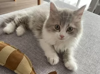 Y.Ｉ 様のお迎えした子猫