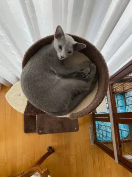 junko 様のお迎えした子猫