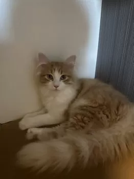 あきら 様のお迎えした子猫