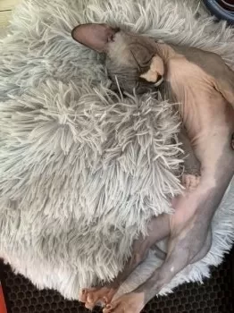 M.T 様のお迎えした子猫