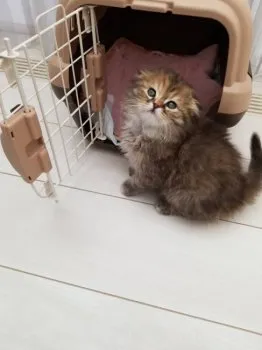 K.K 様のお迎えした子猫