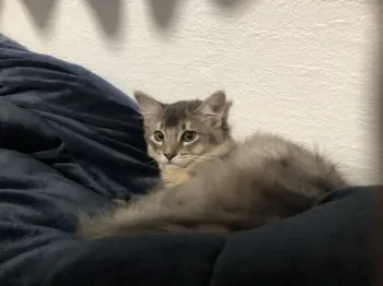 すけさん 様のお迎えした子猫