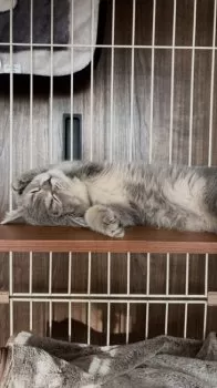 Fumi 様のお迎えした子猫