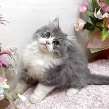 T.H 様のお迎えした子猫