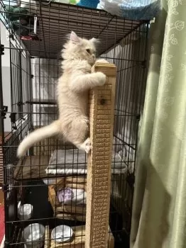 ヴォクシー 様のお迎えした子猫