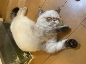 M.Ｉ 様のお迎えした子猫