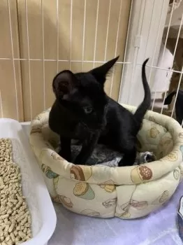 ユースタス 様のお迎えした子猫