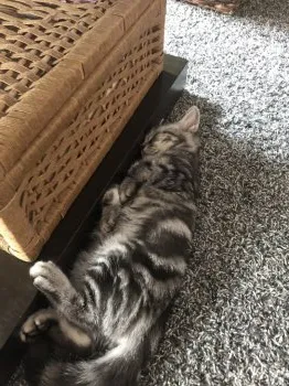 凛ママ 様のお迎えした子猫