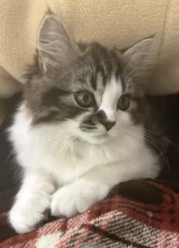 KRN.S 様のお迎えした子猫
