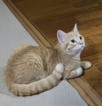 N.Y 様のお迎えした子猫