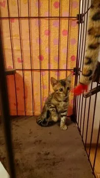 たかちゃん 様のお迎えした子猫