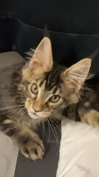 渡辺 様のお迎えした子猫