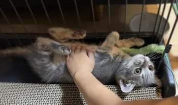 BKS 様のお迎えした子猫