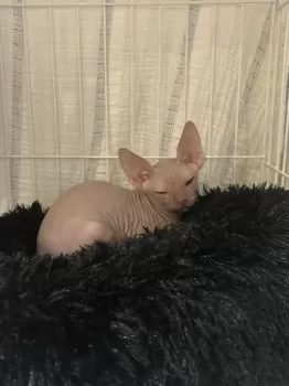 C 様のお迎えした子猫