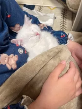 N.S 様のお迎えした子猫