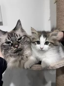 Suzuranmo 様のお迎えした子猫
