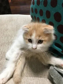 mackiriri 様のお迎えした子猫