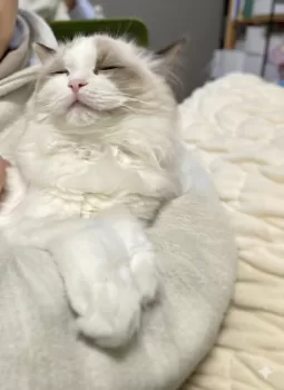 M.S 様のお迎えした子猫