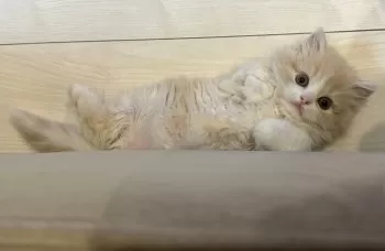 momo 様のお迎えした子猫