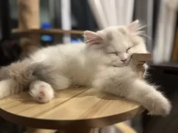 J.T 様のお迎えした子猫
