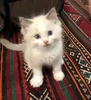 Y.S 様のお迎えした子猫