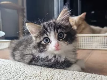 Y.S 様のお迎えした子猫