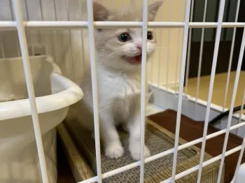 O 様のお迎えした子猫