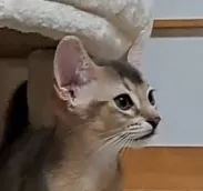 ウイ 様のお迎えした子猫