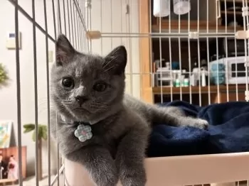 S.M 様のお迎えした子猫